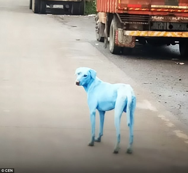 印度街頭驚現很多隻「藍色流浪狗」讓民眾傻眼，警察調查後發現又是無良人類害的！