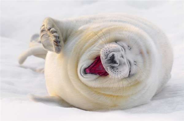 佛系微笑超治癒！　21張「讓大家一整天都會很開心」的動物笑容照片