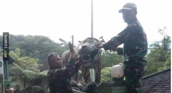 印尼軍方把門口擺設的「老虎吉祥物」拆掉，因為每個經過的人看到牠都會忍不住笑出來！
