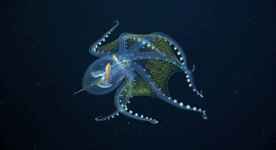 沒被看見所以隨便長長！　科學家發現「新的深海6物種」：超現實主義長相