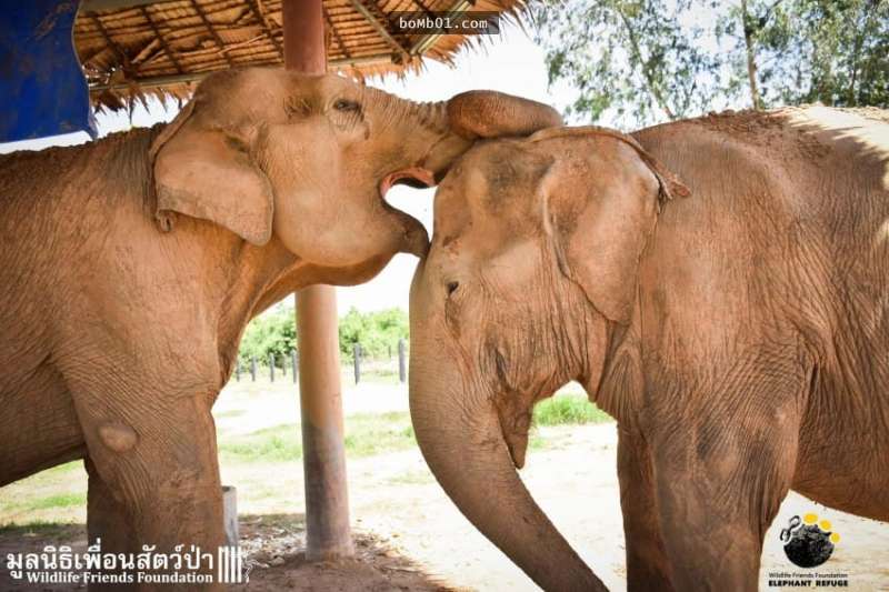 這隻年老的大象被人類虐待了55年，沒想到當她跟另一隻被虐的大象相遇後…奇蹟就發生了！