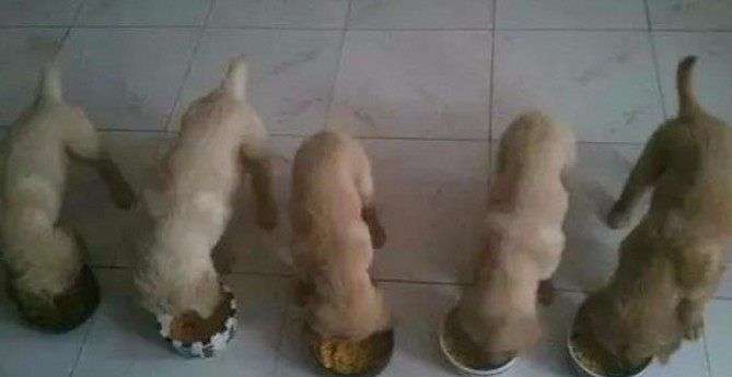 5隻金寶寶到了放飯時間就乖乖排隊　一聽到「吃飯飯囉」秒同步開動