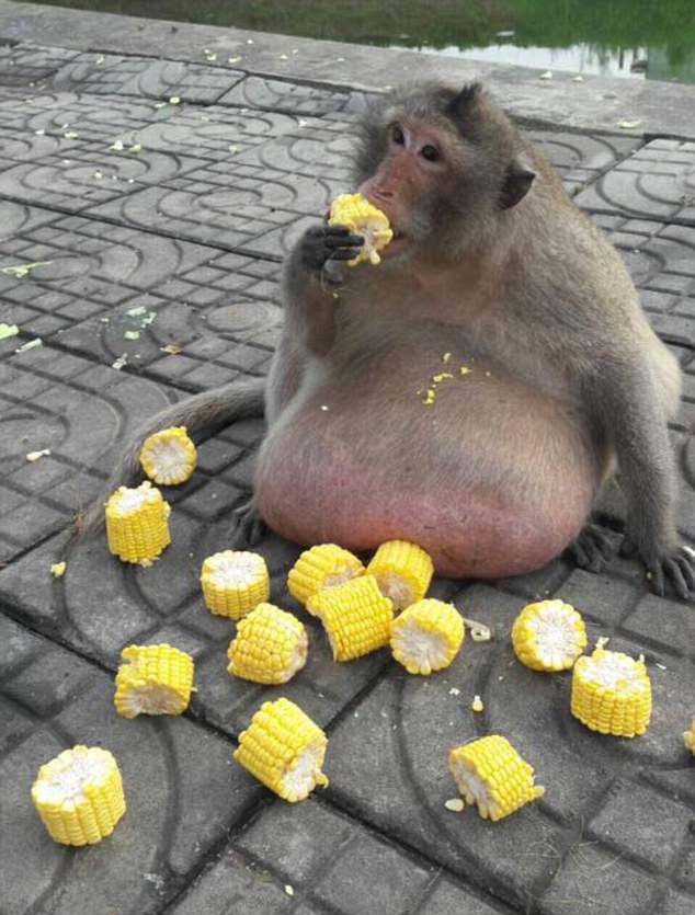 不要再餵牠了！　獼猴胖到肚子像「懶人椅」　人類給什麼牠就吃什麼