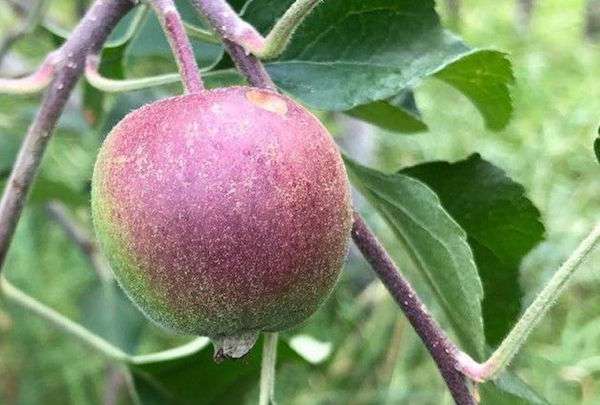 農場灑「一氧化二氫」警告民眾勿摘蘋果　學生沒中招：這沒毒啦