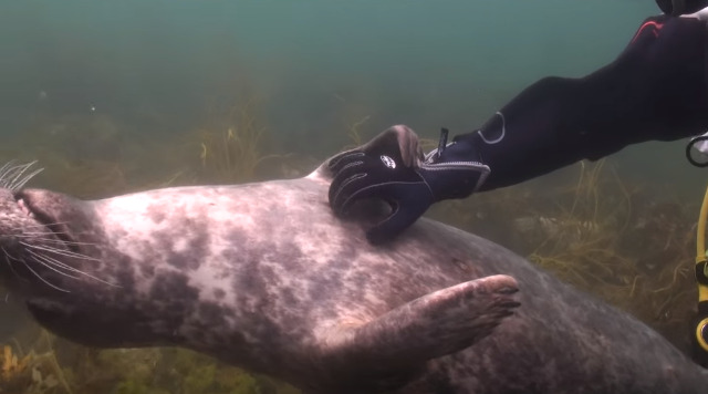 海豹「一直拉他手」潛水員超困惑　直到牠往後一躺…才秒懂「原來是要討摸摸」