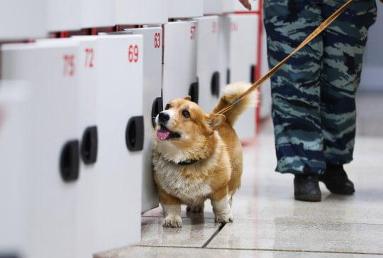 人家也能帥帥！俄羅斯唯一「柯基警犬」退休　服役7年立下功勞無數～