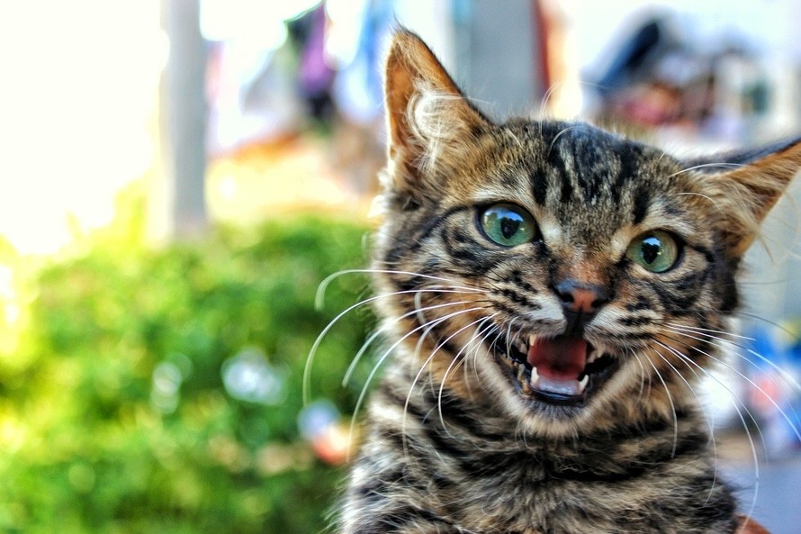 能用「喵語」跟自家貓貓溝通？　科學解釋原因…所以野貓不會叫