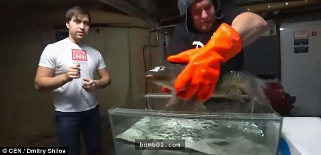 他把活魚丟進「零下196度的液氮」冷凍20秒，1分鐘後再放進溫水…什麼？！