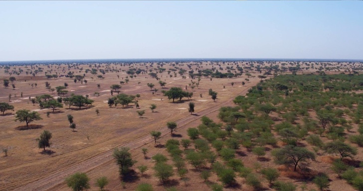種樹修復土地！非洲人民蓋「綠林長城」　以行動守護地球母親