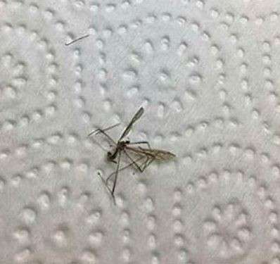 網美DIY「琥珀指甲」第一步先找蚊子　一伸出手別人就忍不住想拿電蚊拍