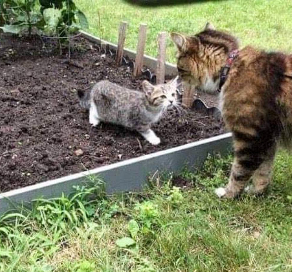 孤單小浪貓溜進花園「找家貓做朋友」　主人看到忙問牠：你也想要有家嗎？