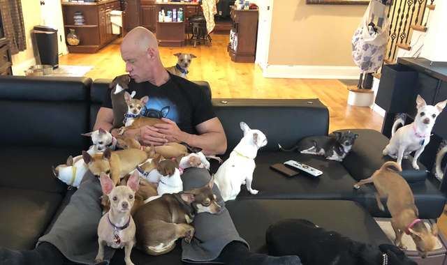 健身男本來覺得養小型犬很娘　試養一次竟愛上：我現在有37隻吉娃娃