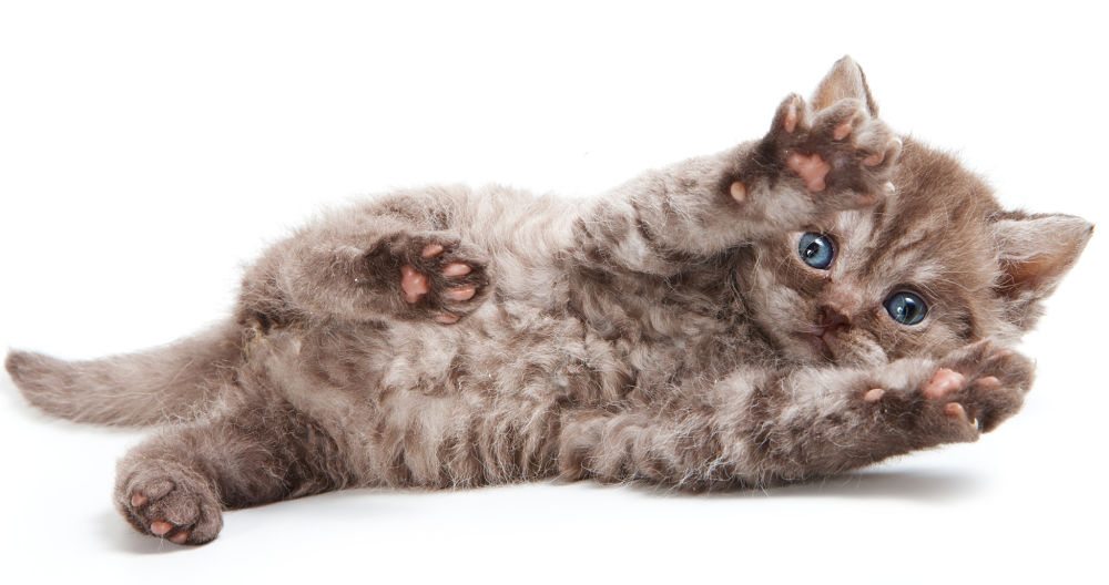 24隻「常被誤會是絨毛玩具」的羊毛貓　柔軟的捲毛一摸就停不下來