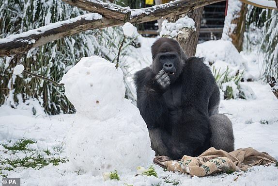 寒流發威！動物園猩猩「初次看到雪」　發揮創意堆雪人：好看嗎～