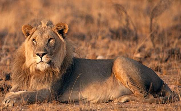 國家地理頻道曾經拍過的「五劍客」沙漠獅子死剩一隻，牠最近傳出的消息讓大家都怒炸！