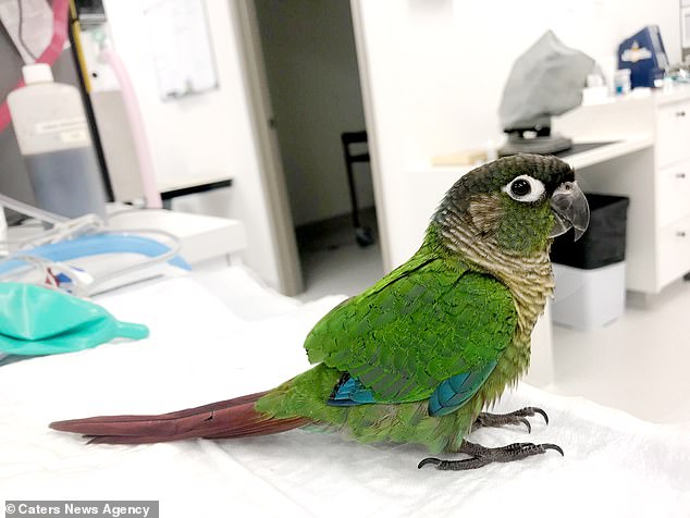 斷羽小鸚鵡飛不起來了　獸醫加裝「義肢翅膀」復原後成絕美鳥類