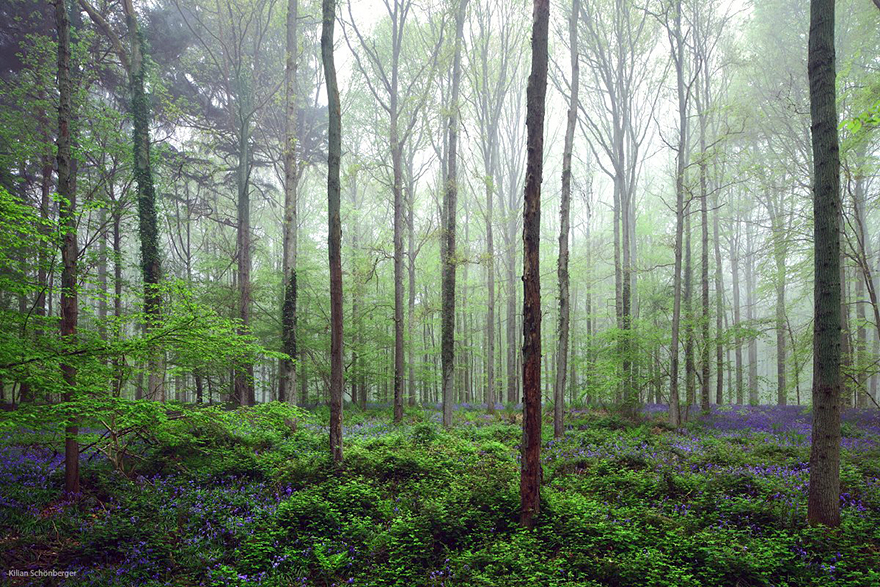 這是童話世界吧！　森林秘境「開滿風信子」畫面超浪漫　「紫花絨毯+薄霧光蔭」此生必賞
