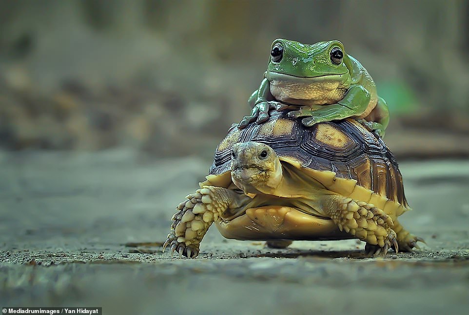 搭便車囉！巧遇偷懶蛙蛙「趴烏龜背」不跳了　兩隻超淡定：朋友一生一起走～