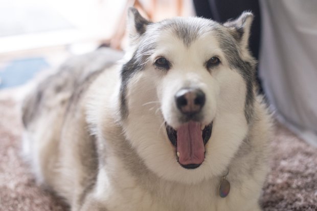 雪橇犬被指控「兇惡亂咬人」上法庭　法官一看判無罪：太胖不可能