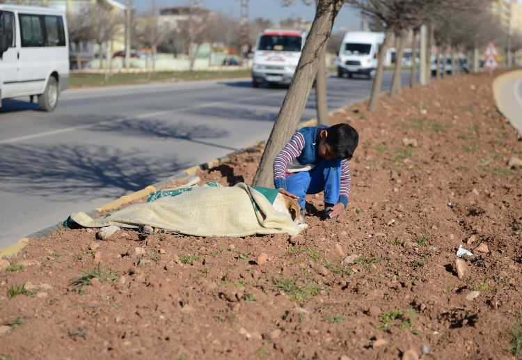 暖哭！敘利亞男童看到「浪浪被車撞傷」，立刻拿出僅有的毯子溫柔陪伴…副市長決定這樣感謝他！