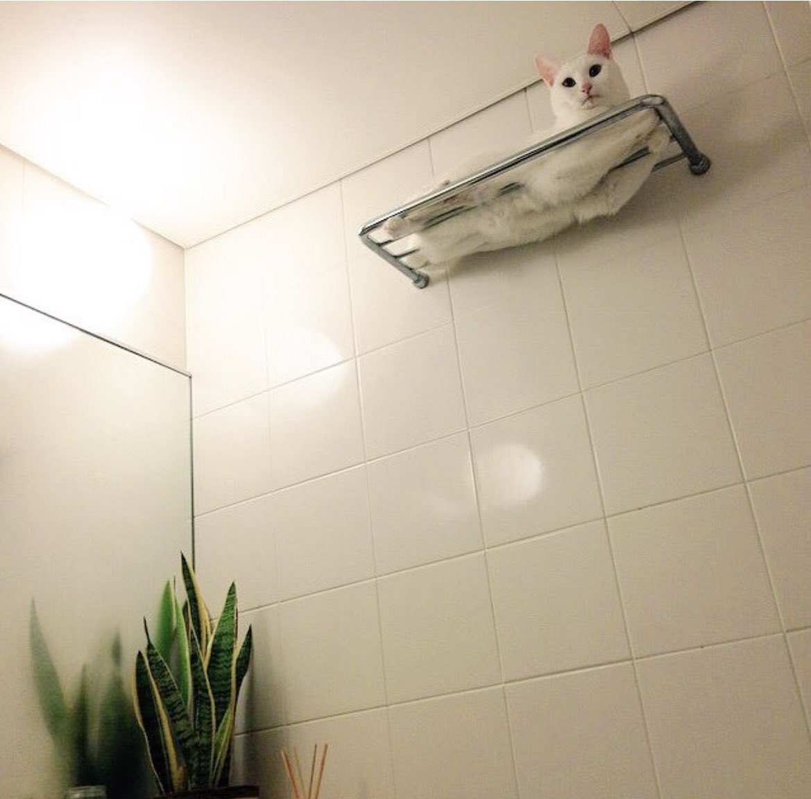 浴室抬頭見架上多一條「白毛巾」！　從縫隙「完美溢出」網笑：好像不吸水～