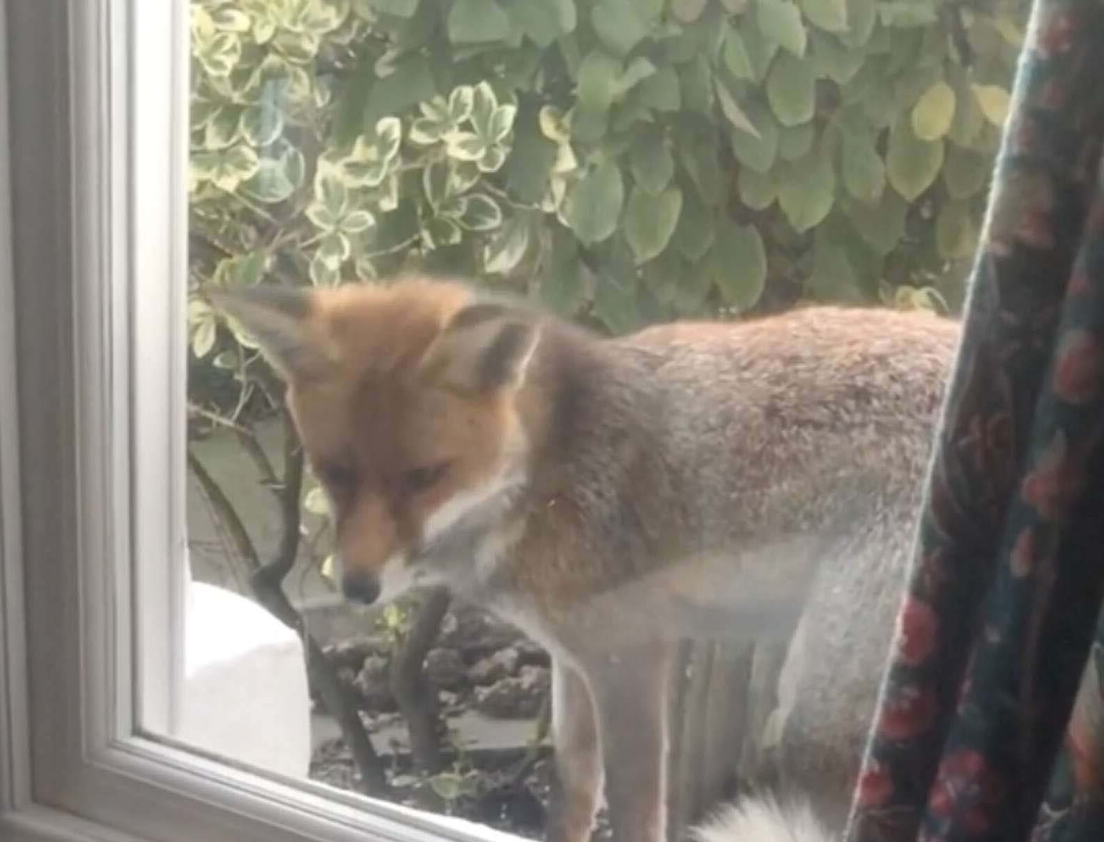 可愛小狐狸每天敲窗串門！　與家貓隔窗互動：我有帶伴手禮喔♡
