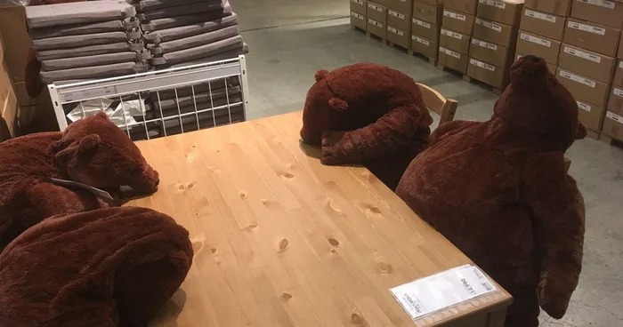 IKEA鯊鯊接班人！超懶散「厭世熊」引起搶購　擺著就能耍廢：不想努力了～