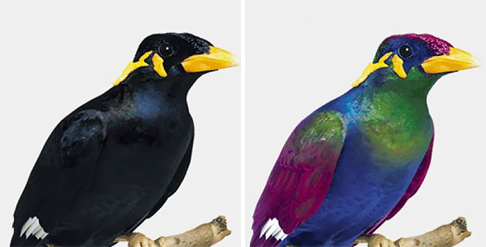 鳥類有「4色視覺」比人類看得到更多　牠們的「視」界超多姿多彩