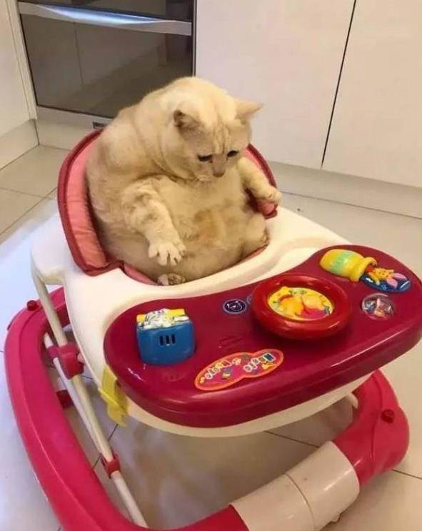 肥貓佔走小主人嬰兒車　肚肚卡住「努力伸手」：怎麼摸不到？！