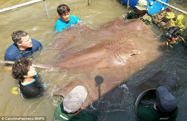 362公斤魔鬼巨魟！　世界最大淡水魚被捕獲　超誇張的體型讓人嚇一跳