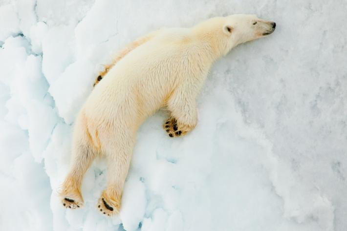 震撼…他含淚拍下「餓到連走路也沒力氣」的北極熊，冰塊全融化的野地牠根本無法覓食