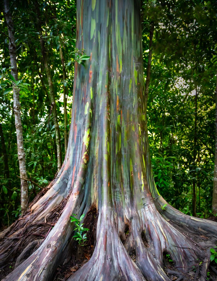真實存在！自然美「彩虹樹」引朝聖熱潮　遊客：現場看更漂亮