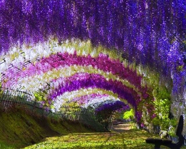 2019年CNN推薦「19大旅遊景點」出爐　福岡紫藤花隧道這時間必訪！