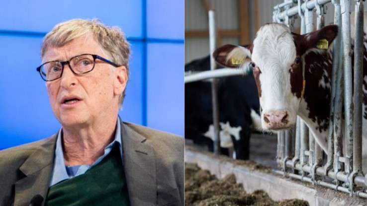 比爾蓋茲直接拿出12億「永遠拯救窮人」　研究出「超級牛」終止全世界的飢荒