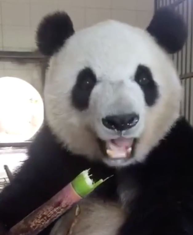 熊貓也來直播超治癒的「吃飯影片」　清脆的聲響秒吸引網友不斷重播看