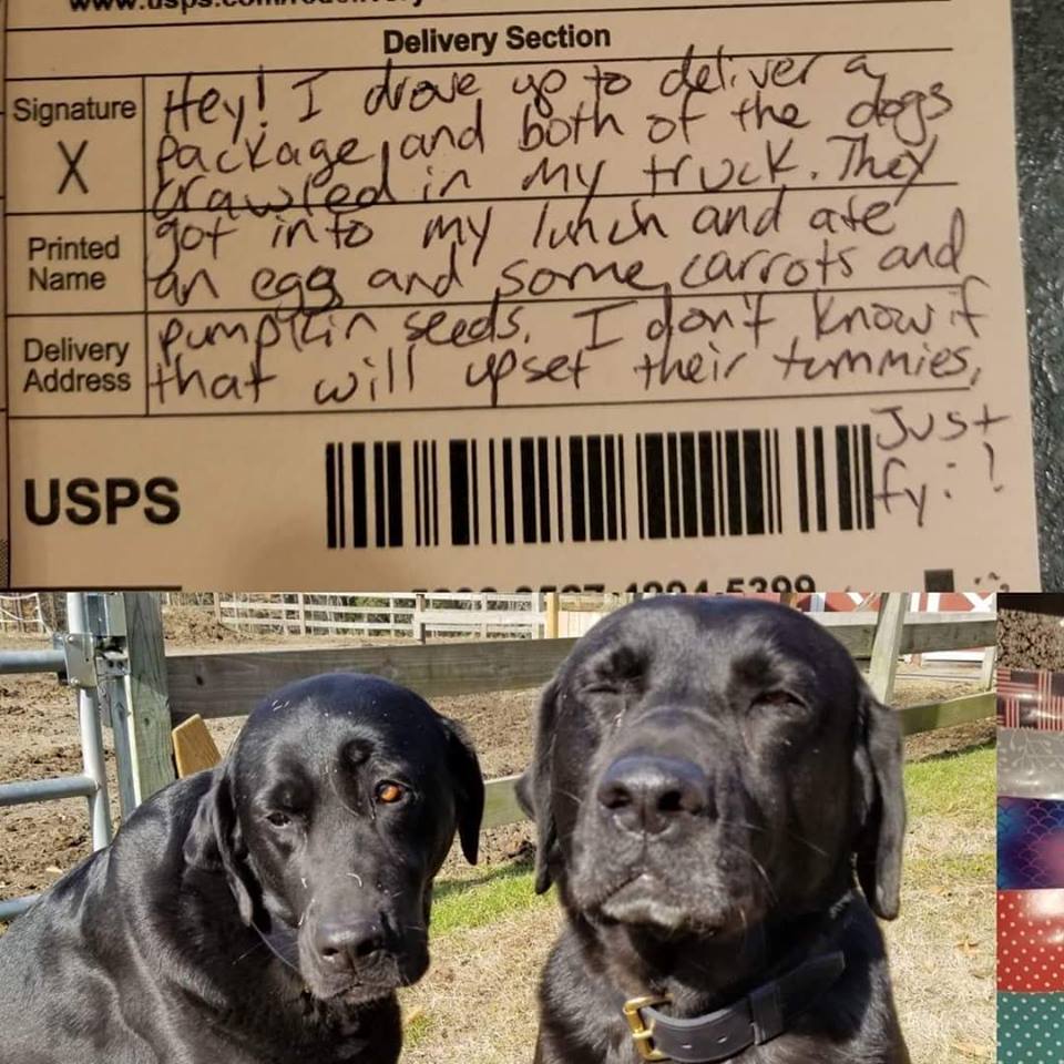 「你家狗狗吃了我的午餐」　郵差隔天收暖心回信和禮物「真的很拍謝餒」