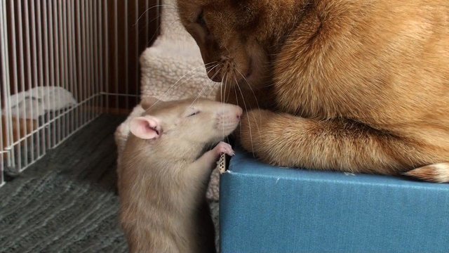 這隻老鼠跟貓咪相處時沒被吃掉反而還成為了好麻吉，但是故事的結局卻讓人超心疼…