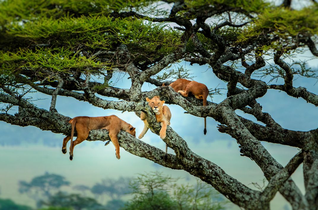 整棵樹都是喔喔睏獅子！大貓「各種掛法」睡樹上　超鬧奇景惹笑網友