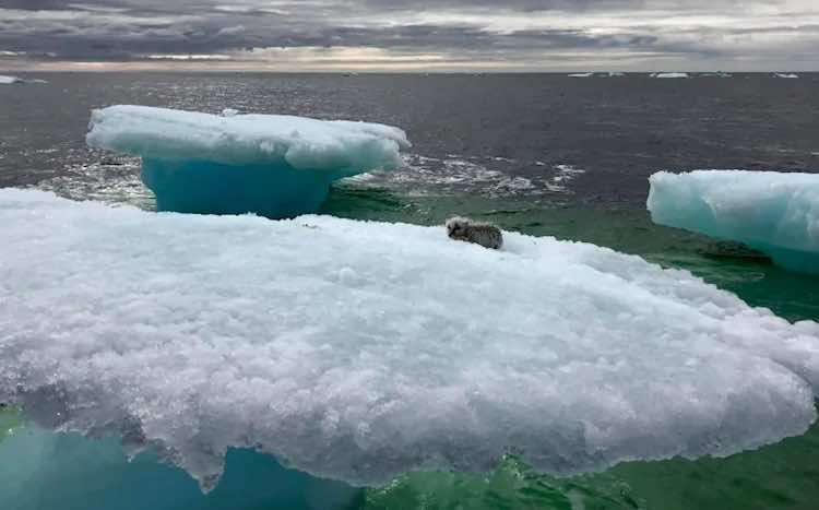 漁民驚見「有生物」在浮冰上　靠近一看是北極狐集體展開救援