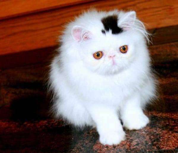 11隻「存在感超強」的搞笑貓咪　牠們只能「目空一切」看大家笑崩