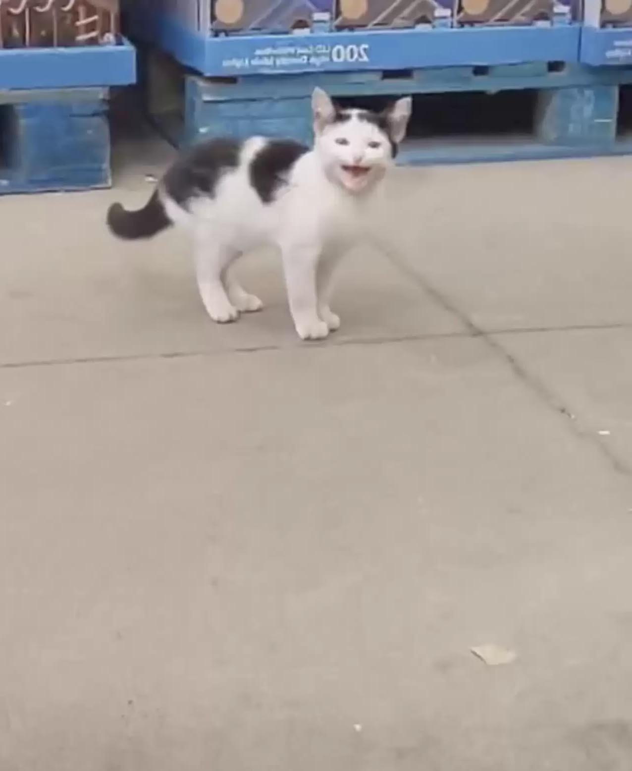 逛賣場貨架上竟出現「賓士小浪喵」　她驚喜問：滿額送貓嗎？