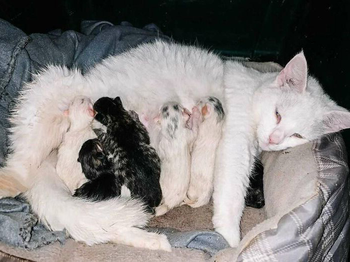 孕媽心軟決定收養「孕貓咪」　結果竟同時生產：可以一起分享媽媽經♡
