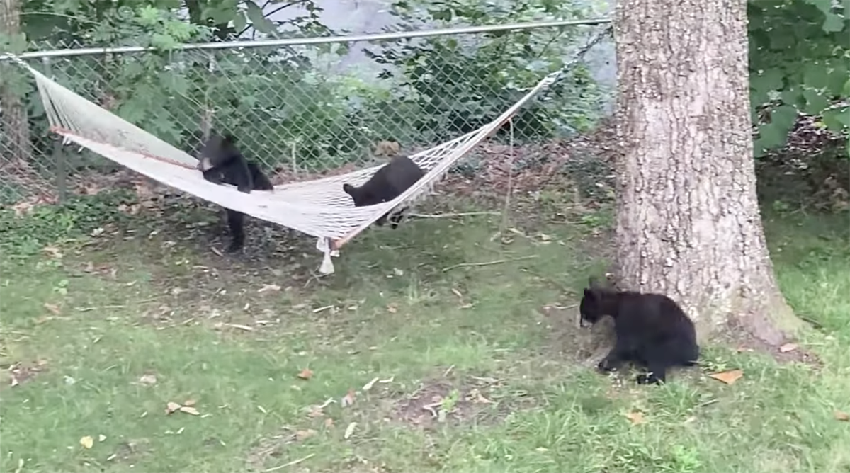 熊熊闖進後院！3小隻竟然「搶起吊床」　屋主無奈：這裡不是幼兒園捏