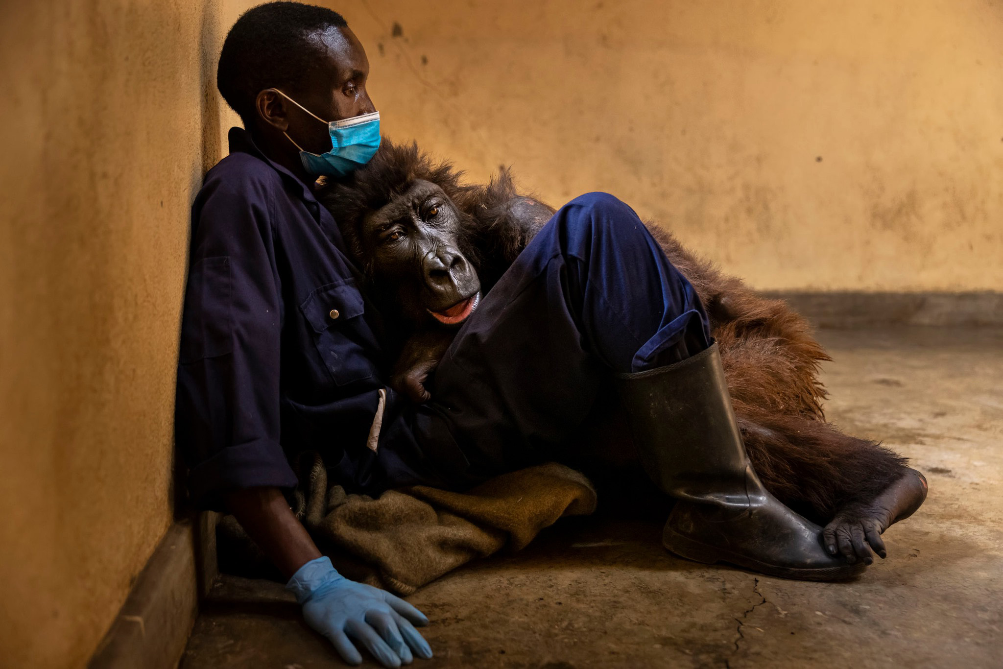 「全球最會自拍大猩猩」病逝！　緊靠「從小養大飼育員」走過14年：沒有苦痛了…