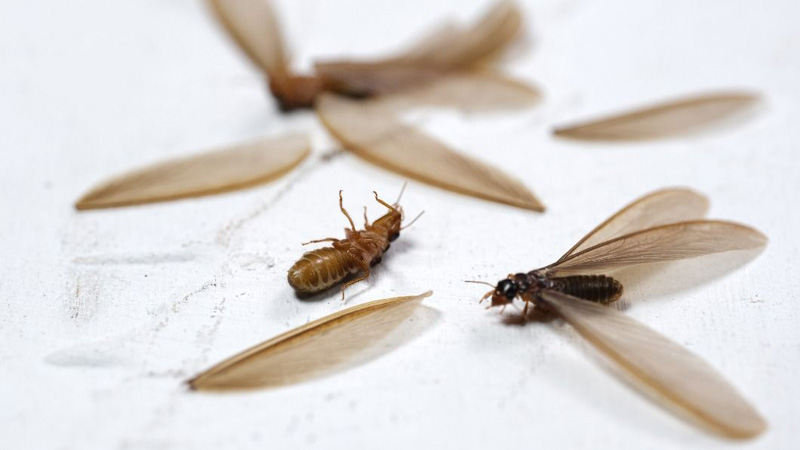 蟑螂的親戚！下雨飛出「一堆大水蟻」　除蟲專家建議：做好4件事家不被佔領