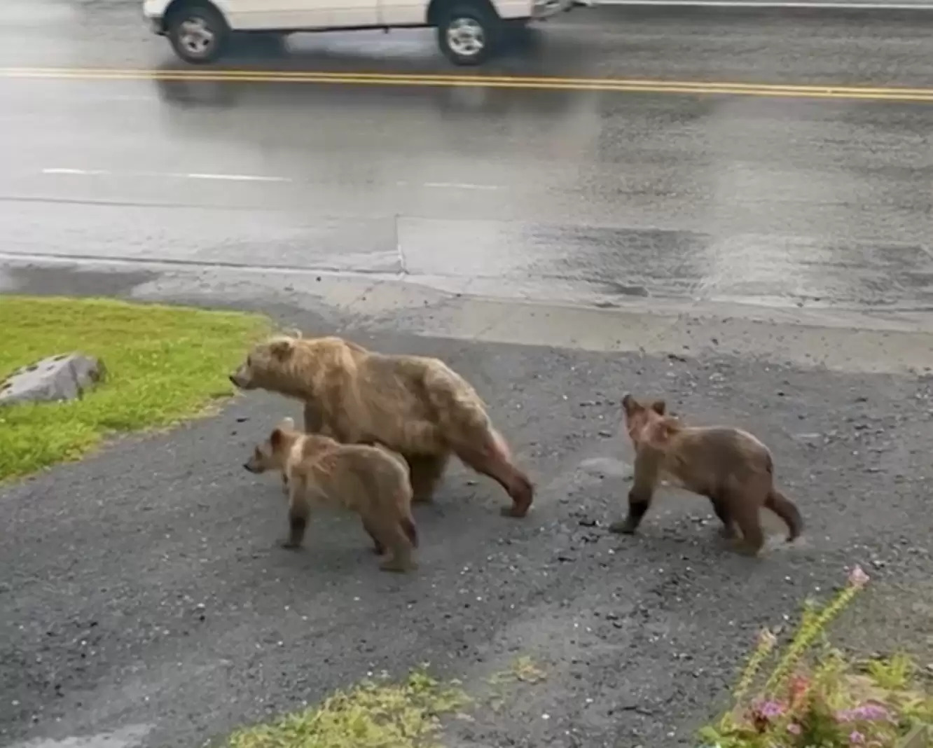 家門口有熊！她看見「一整家熊經過」　熊媽媽親帶路隊：後面要跟上喔～