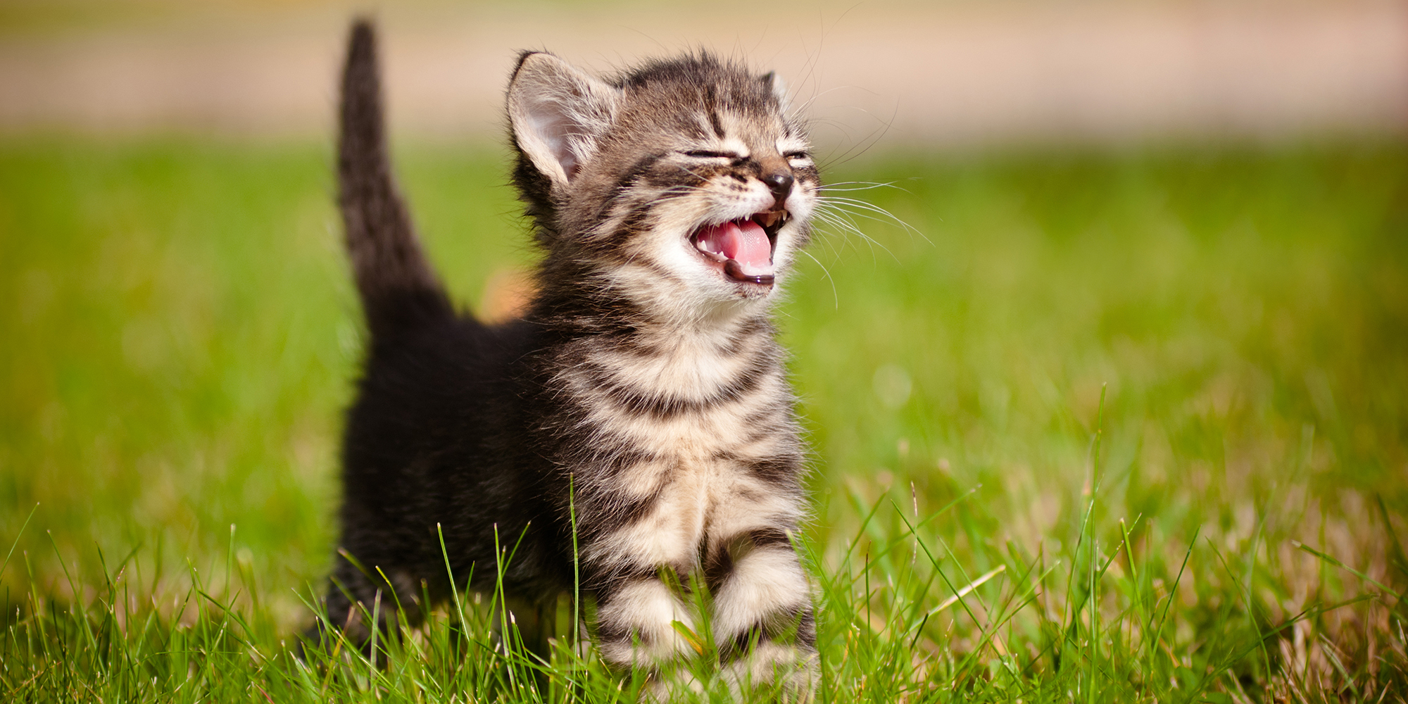 貓咪張嘴卻不發聲？　「無聲喵喵叫」其實是在撒嬌：代表牠真的超愛你！