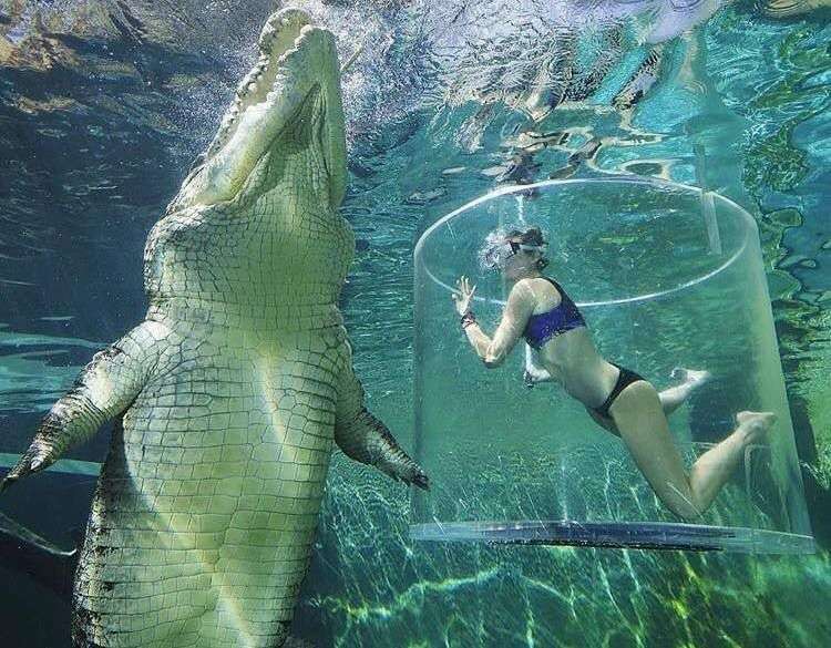 「恐怖水缸」讓你跟鱷魚面對面　恐懼指數破表「敢挑戰的都是勇者」