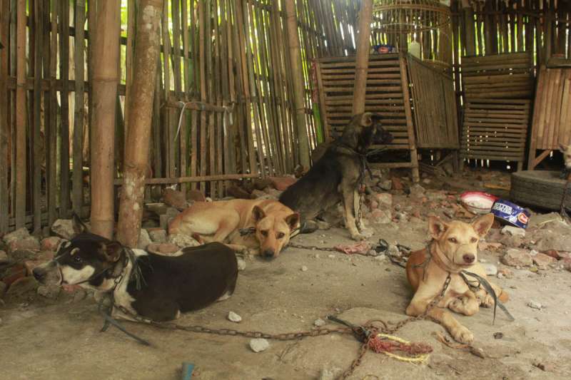 復活節也吃狗肉！　印尼1年可以吃掉一百萬隻　狗狗絕望看著同伴被砍頭
