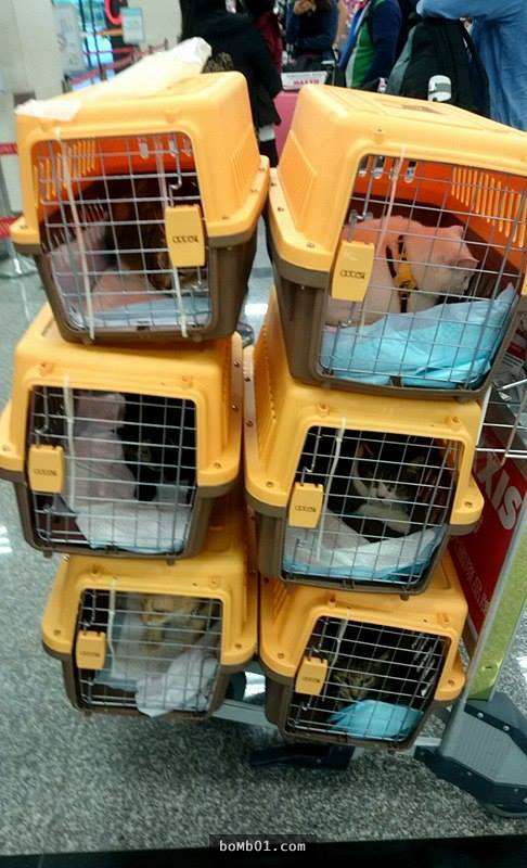 台灣女子要嫁到日本前堅決不願意丟下6隻貓咪，於是拼了命做到了最完美的解決方法！